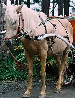 Picture 2 of Little known thing about 'famous' horses in the Vietnam War