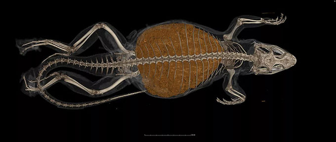 Lizards record constipation in live animals Picture 3