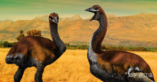 Picture 5 of Madagascar discovered the first giant bird in history to be up to 3 meters high