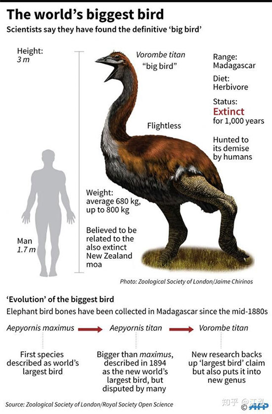 Madagascar discovered the first giant bird in history to be up to 3 ...