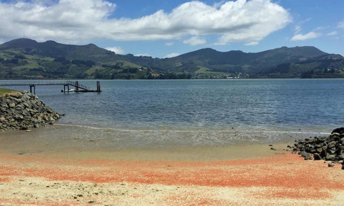 Picture 1 of Millions of red lobster dyed the beach