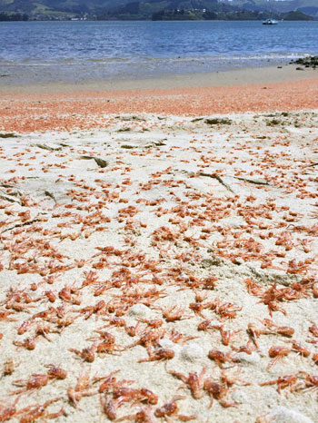 Picture 2 of Millions of red lobster dyed the beach