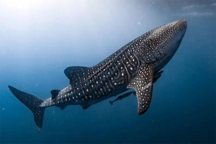New discovery of the world's largest shark has 'armored eyes' Picture 1