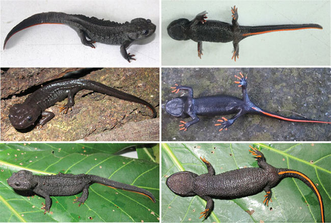 Picture 1 of New super-cute crocodile newts discovered in Vietnam