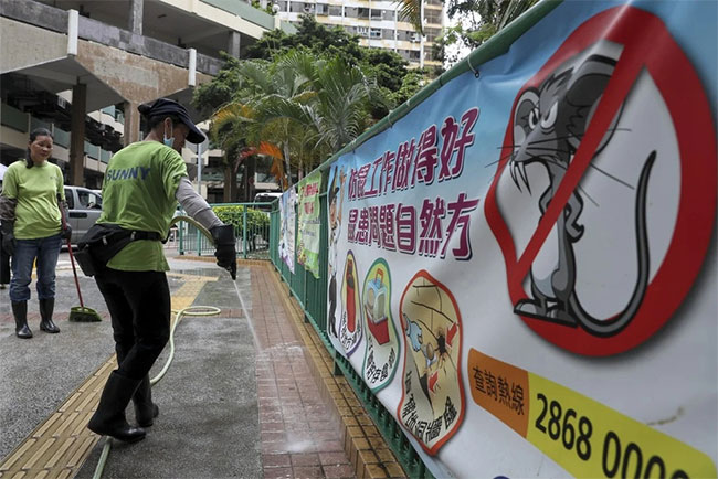 Picture 3 of Numerous Hong Kong people mysteriously contracted hepatitis virus from mice