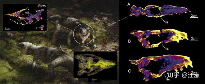 Picture 15 of Paleontologists discovered the most 'repetitive' reptile in the Cretaceous period