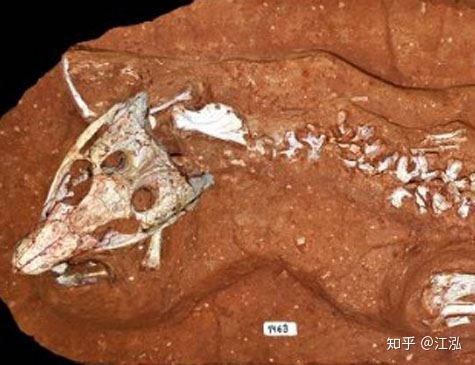 Picture 4 of Paleontologists discovered the most 'repetitive' reptile in the Cretaceous period