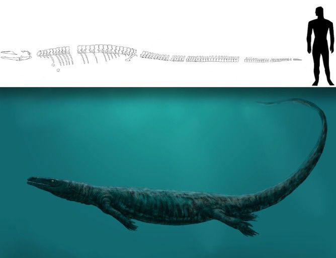 Picture 5 of Pannoniasaurus: The monster is 6 meters long in the fresh water of Hungary