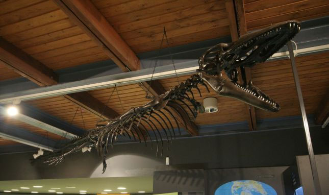 Picture 7 of Pannoniasaurus: The monster is 6 meters long in the fresh water of Hungary