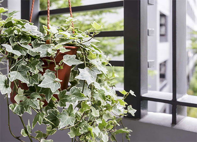 Picture 2 of Planting style and feng shui meaning of ivy