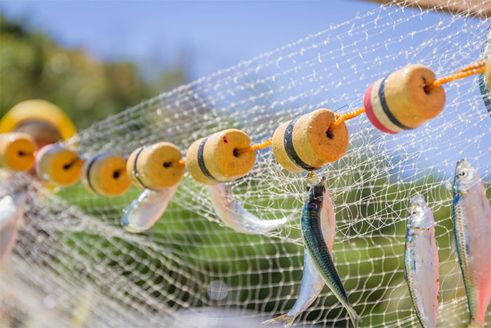 Picture 1 of Plastic fishing gear can decompose with sunlight