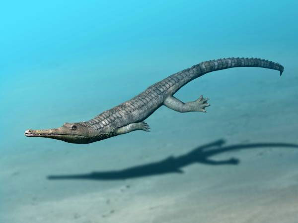 Picture 10 of Prehistoric crocodiles in the ocean even a single bite can make a hole in the belly of the fish