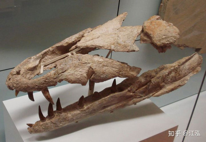 Picture 4 of Prehistoric crocodiles in the ocean even a single bite can make a hole in the belly of the fish