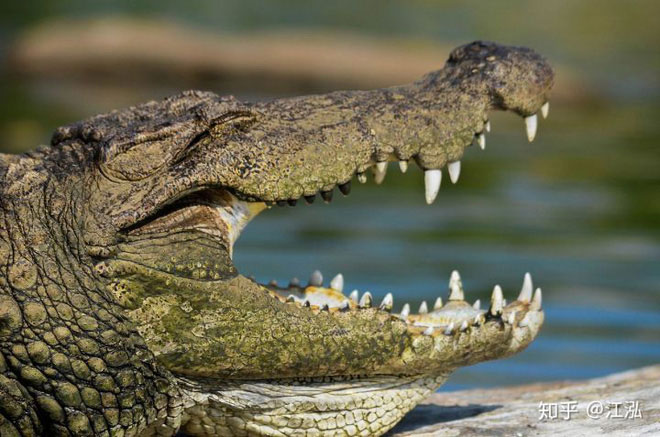 Prehistoric Crocodiles In The Ocean Even A Single Bite Can Make A Hole 