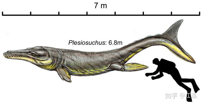 Picture 9 of Prehistoric crocodiles in the ocean even a single bite can make a hole in the belly of the fish