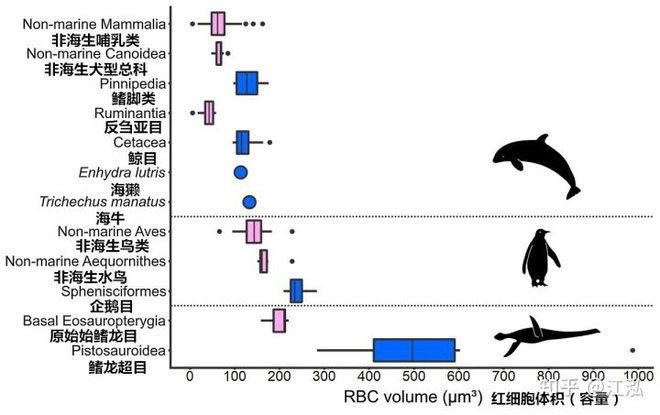 Prehistoric snake neck lizards have similar diving abilities to modern sperm whales Picture 4