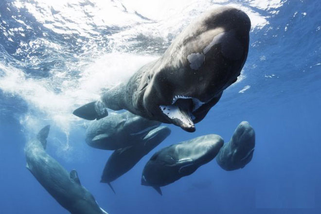 Prehistoric snake neck lizards have similar diving abilities to modern sperm whales Picture 7
