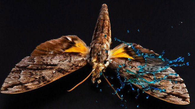 Picture 2 of Rainy insects are like humans who 'eat' a whole bowling ball in their face, but why don't they die?