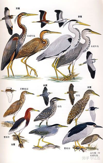 Picture 1 of Scientists uncover the secret to helping birds escape a mass extinction