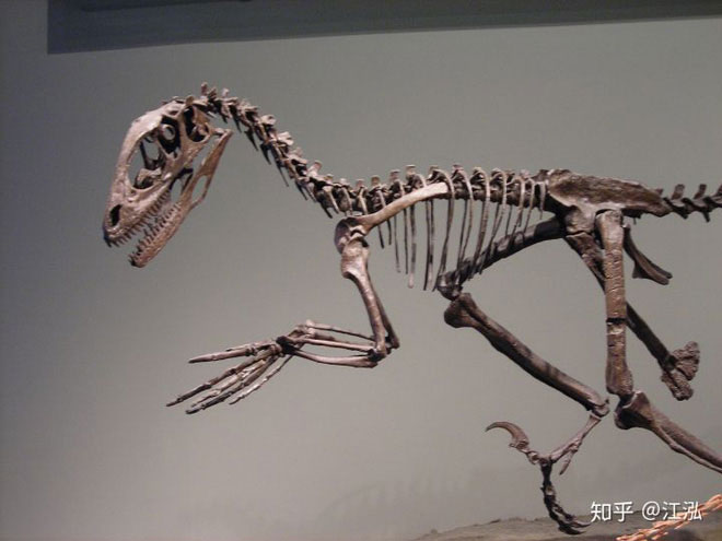 Picture 2 of Scientists uncover the secret to helping birds escape a mass extinction