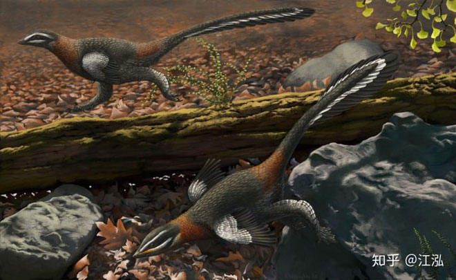 Picture 3 of Scientists uncover the secret to helping birds escape a mass extinction