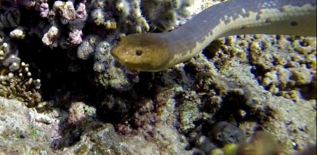 Picture 1 of Sea snakes evolved to see underwater 15 million years ago