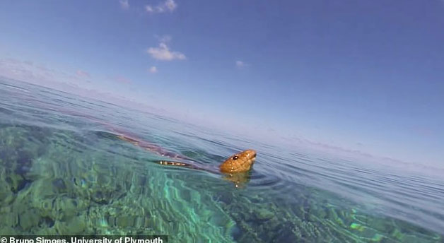 Picture 2 of Sea snakes evolved to see underwater 15 million years ago