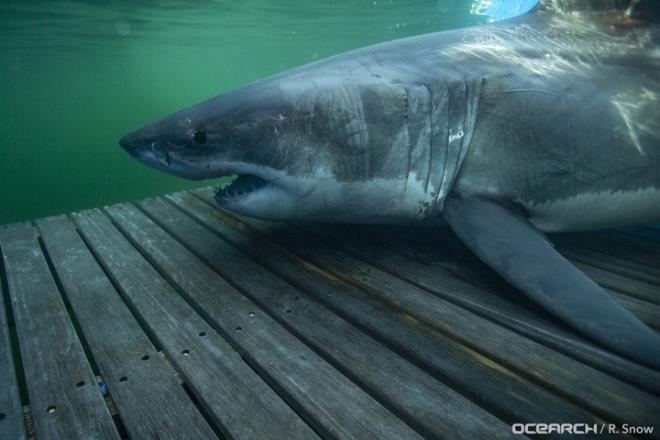 Picture 1 of Sharks swim more than 1000km to avoid mating