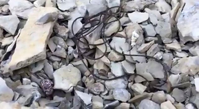 Picture 1 of Shiver strange creatures like coming from aliens in Serbia