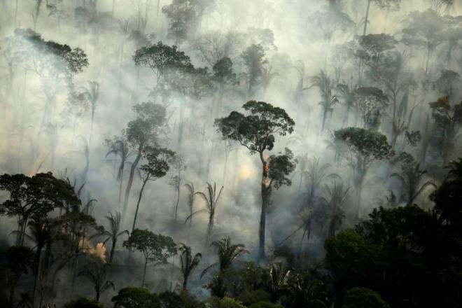 Picture 1 of Shocking revelation: Every 6 seconds, a large primeval rain forest across the football field is destroyed