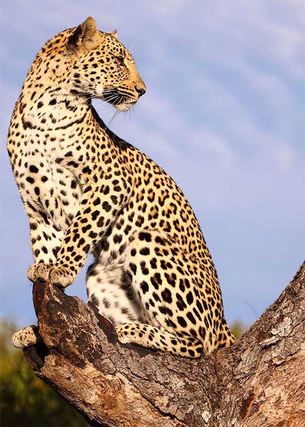 Picture 9 of Strange and interesting things make visitors surprised about Africa