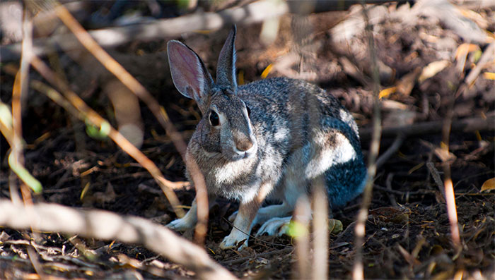 Picture 1 of Strange virus attacks rabbit like Covid-19 in humans