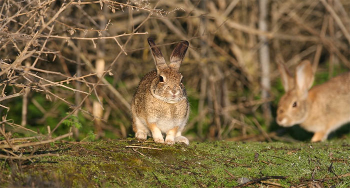 Picture 2 of Strange virus attacks rabbit like Covid-19 in humans