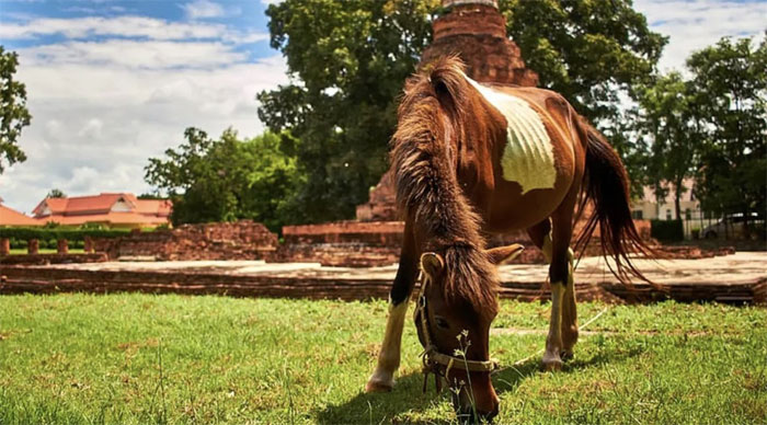 Strange virus caused a horse death in Thailand in series cause new pandemic fears Picture 1