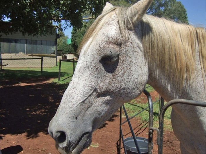 Strange virus caused a horse death in Thailand in series cause new pandemic fears Picture 2