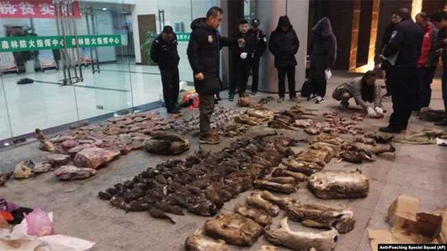 Strange virus caused a horse death in Thailand in series cause new pandemic fears Picture 4