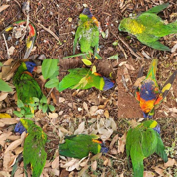 Picture 1 of Strange virus caused rainbow birds to die in mass