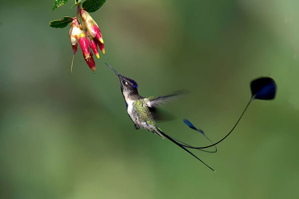 Picture 2 of Strangely colorful birds in South America