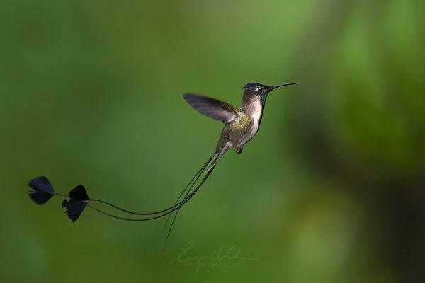 Picture 3 of Strangely colorful birds in South America