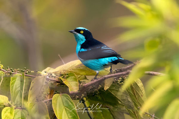 Picture 5 of Strangely colorful birds in South America