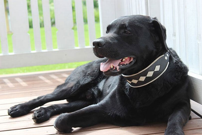 Strangely, the dog changes color from black to white fur Picture 1