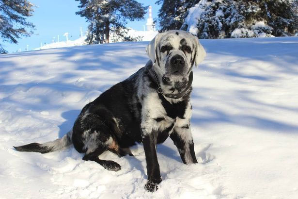 Strangely, the dog changes color from black to white fur Picture 2