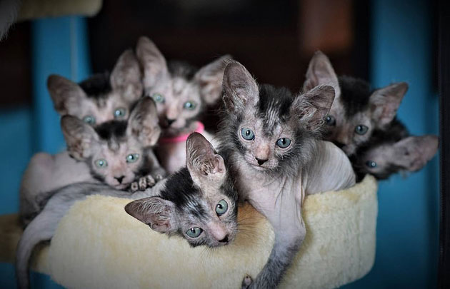 Picture 3 of Stunned with the 'werewolf' cat breed cost 50 million each