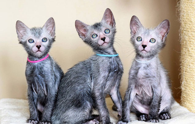 Picture 4 of Stunned with the 'werewolf' cat breed cost 50 million each