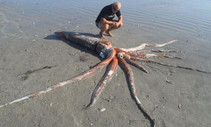 Suddenly discovered a giant squid weighing 200kg washed ashore