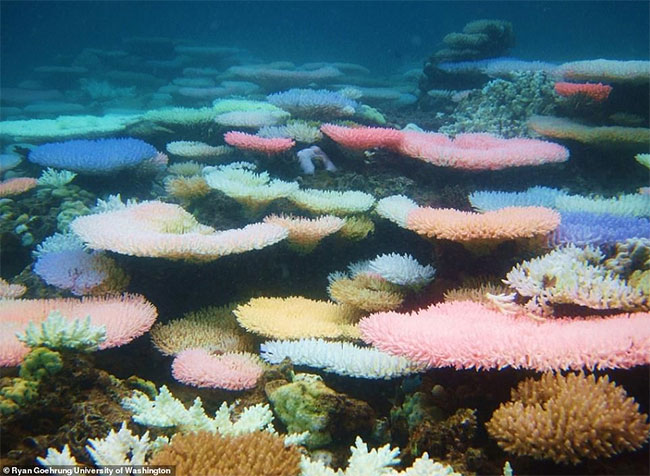 Picture 2 of Surprised how corals protect themselves from rising sea temperatures