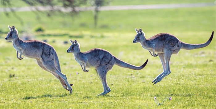 Picture 2 of Surprising things about the kangaroo that few people know