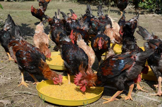 Technique of raising Cane chickens and preventing diseases with herbs Picture 1