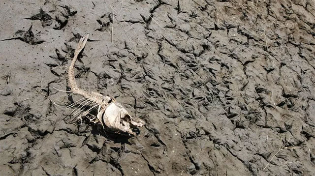 Picture 2 of The 6th Great Extinction is happening much faster than any prediction, entirely human error