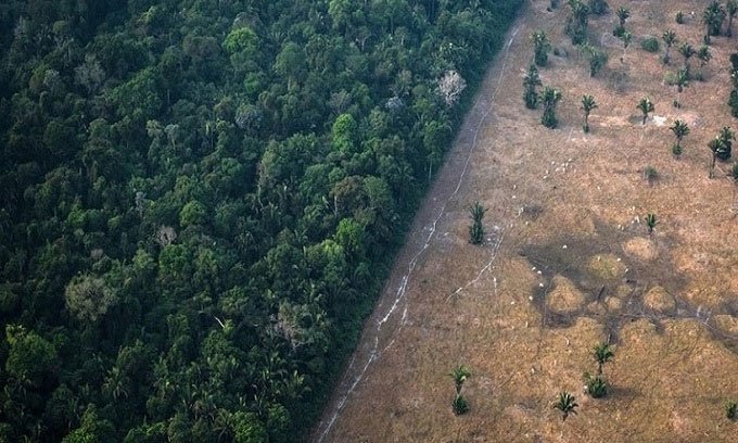 Picture 1 of The Amazon forest could become the next source of corona virus